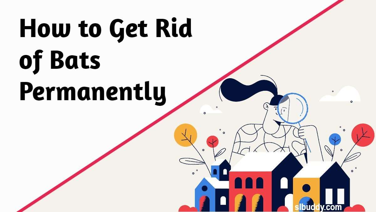 How to Get Rid of Bats 2023 How to Get Rid of Bats