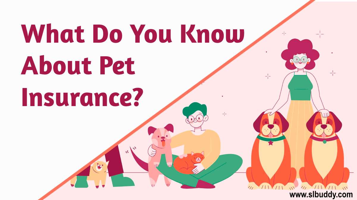 About Pet Insurance 2023 About Pet Insurance