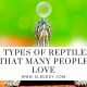 Reptile Love: Popular Types Among Enthusiasts