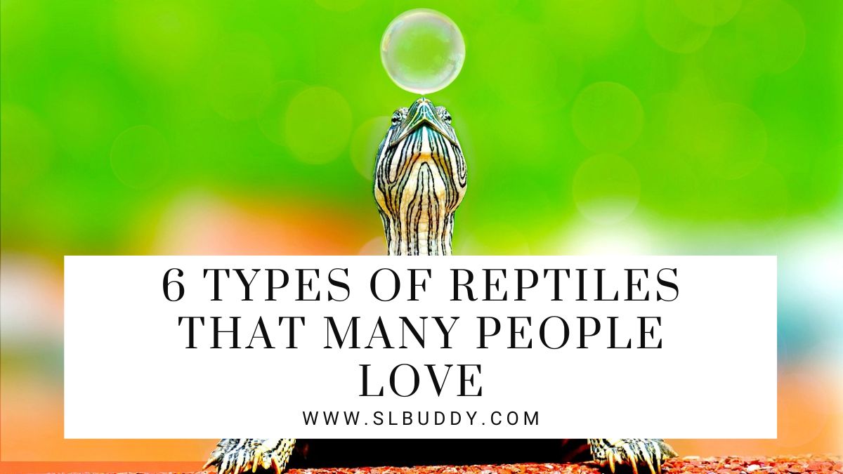 Types Of Reptiles That Many People Love 2023 Reptile Love: Popular Types Among Enthusiasts