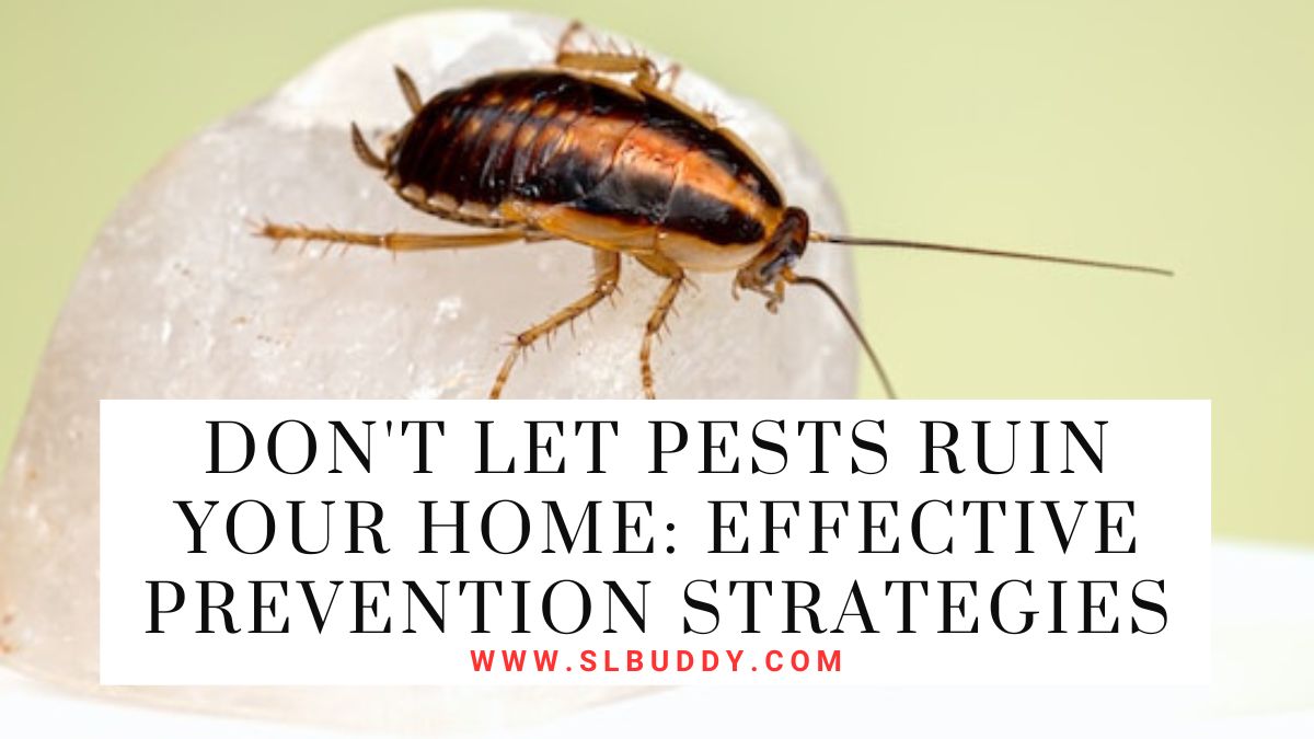Don't Let Pests Ruin Your Home