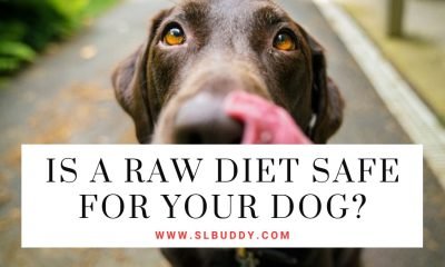 Is a Raw Diet Safe for Your Dog