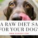 Is a Raw Diet Safe for Your Dog