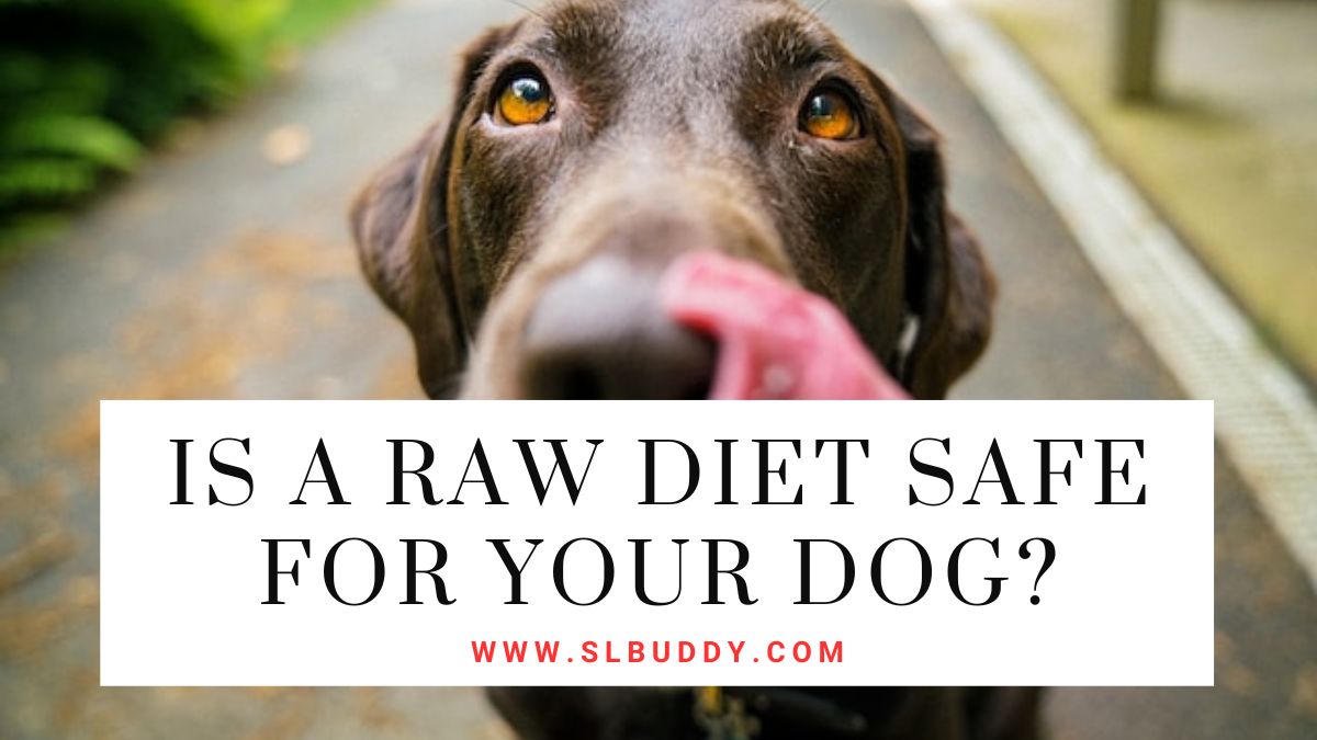 Is a Raw Diet Safe for Your Dog