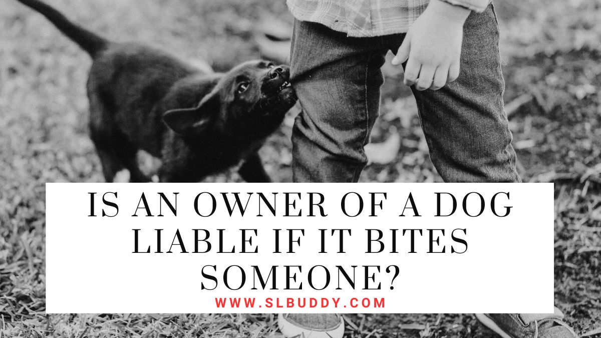 Is an Owner of a Dog Liable If It Bites Someone